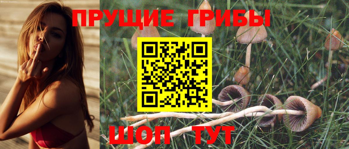 купить наркоту  Псилоцибиновые грибы Psilocybine cubensis  Вход с VPN  Салехард 